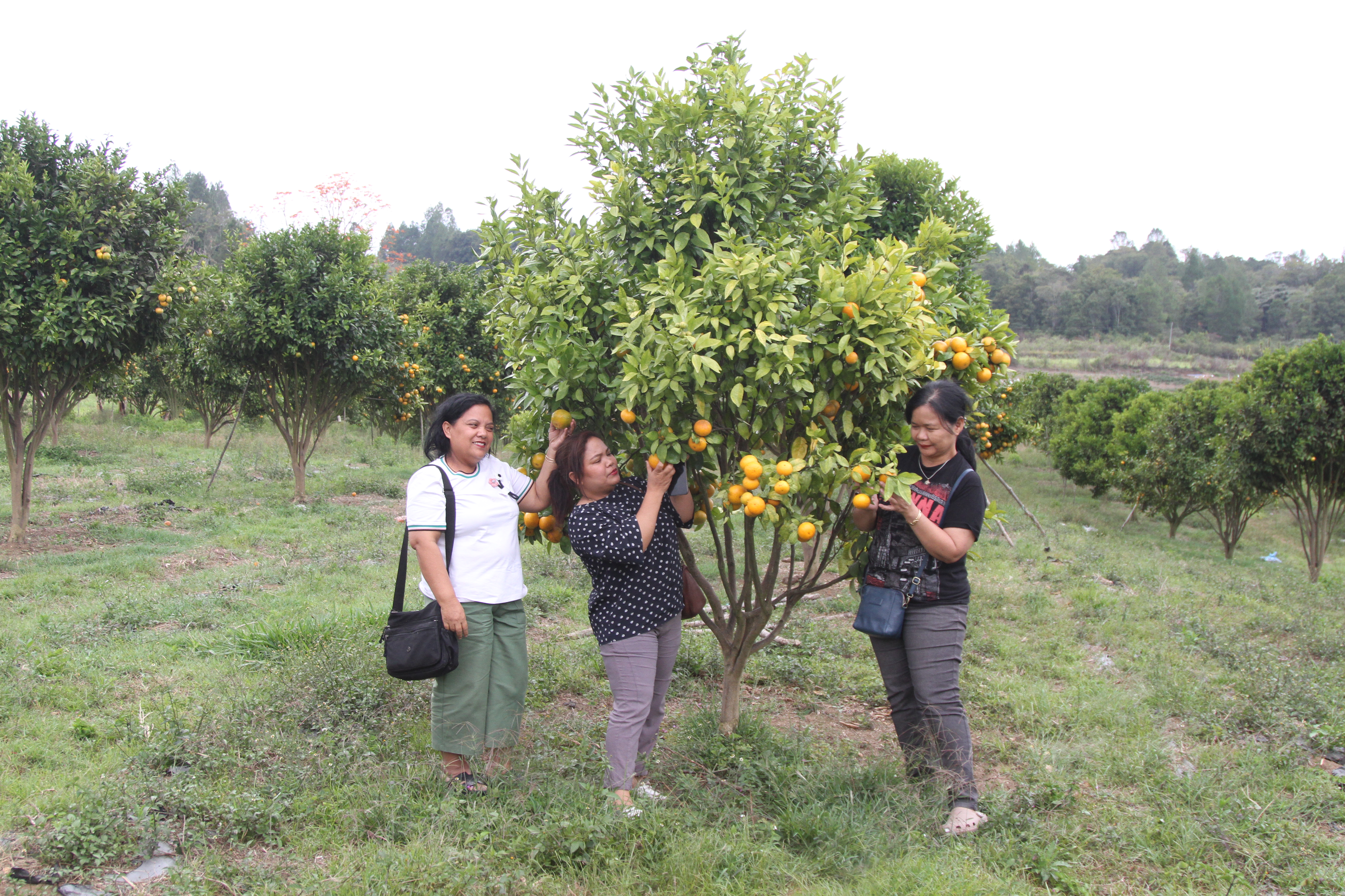 Dr. Hendri Tumbur Simamora Ketua Yayasan Holong Ondolan Tinjau Ladang Jeruk Menu Penting MBG